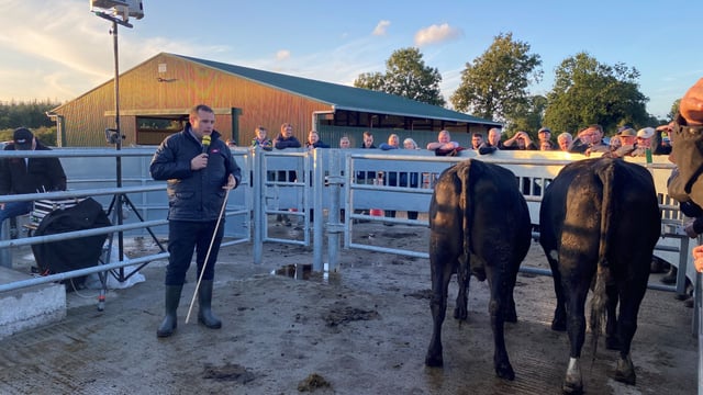 Watch: Factory rep drafting dairy-beef cattle at Kilkenny farm walk
