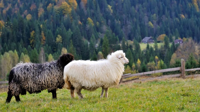 4 in court in Romania over €2.2m fraud for pastures