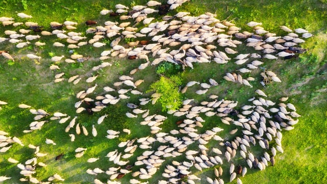 New €1.5m UCD research project aims to 'shed light' on livestock diseases