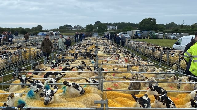 Cheviot hoggets reach €530/head at Cooley Sheep Breeders' Sale