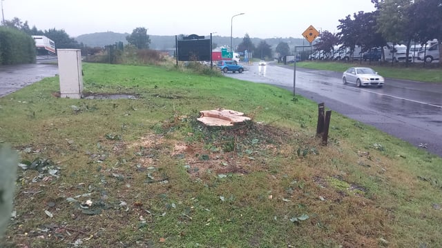 Donegal County Council defends decision to cut down 90-year-old oak tree