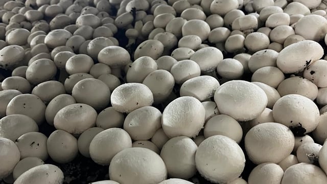 Tiernaneill Mushrooms undertakes major peat replacement project
