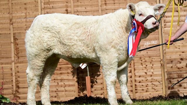 Top price of €15,400 for Charolais heifer in Goldstar online sale