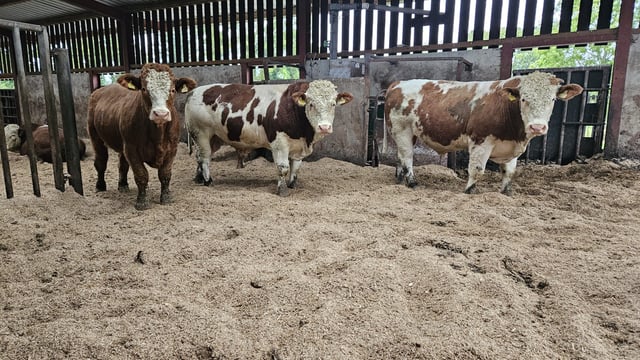 Trial zero-grazing continental bulls underway at ICBF Tully