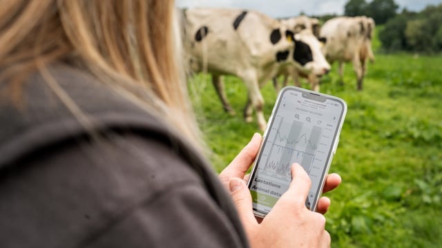 Get your cows ready to thrive this dry-off season