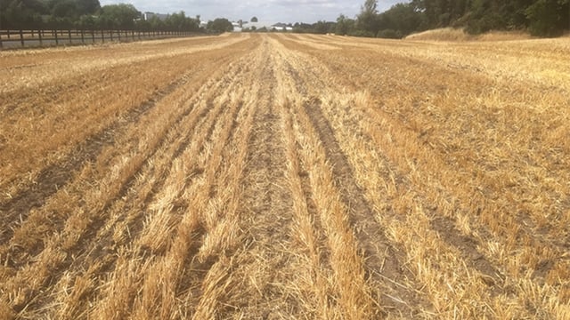 BirdWatch Ireland welcomes changes to winter stubble rules