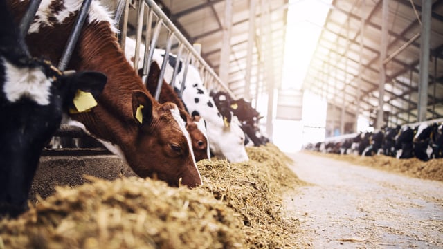 A gem of help to maximise feed value in winter and spring rations