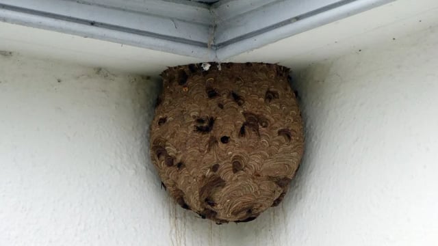 NIEA confirms removal of Asian hornet nest in Northern Ireland