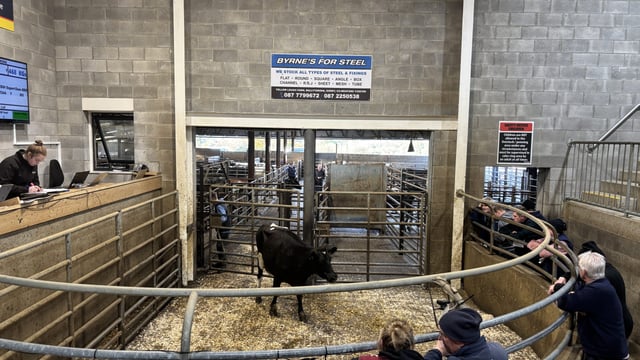 Dairy trade: How much is the freshly calved cow making?