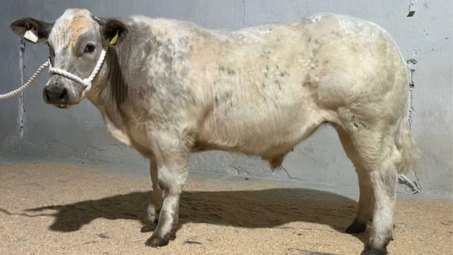 Bullock sold for €12,000 at fundraising event in Cork for young farm accident survivor