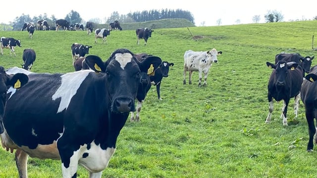 ABP Monitor Farms: Autumn update from Cork dairy and beef farm