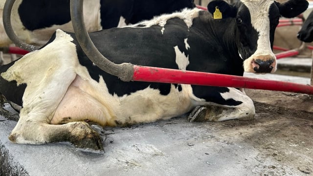 Cow hygiene and comfort key to herd health during winter housing