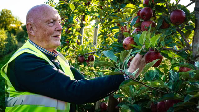 Building a domestic market for Irish-grown eating apples