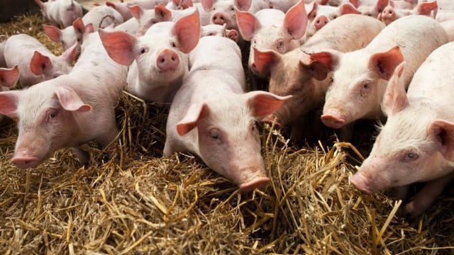 Croatian company convicted of defrauding CAP pig welfare money