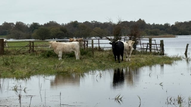 Cattle moved to safety after being 'marooned' on Shannon Callows