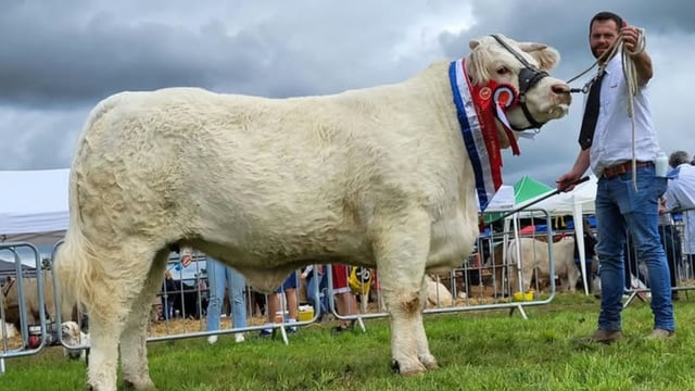 Impressive selection features in Goldstar Charolais production sale
