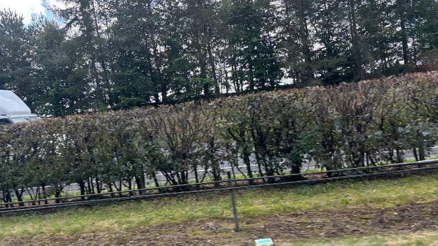 MEP: County councils 'totally ignore' hedge cutting best practice