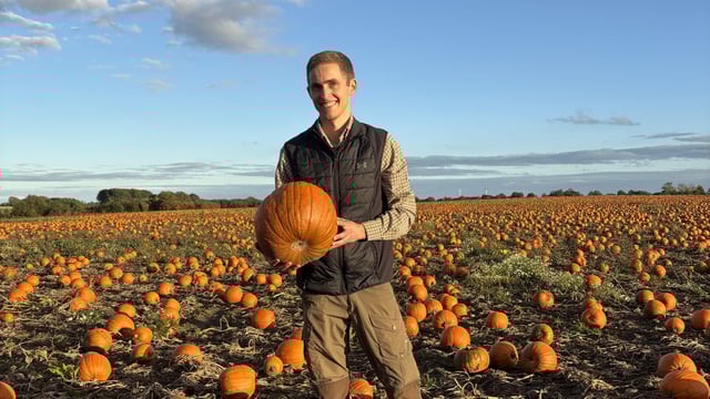 Watch: Denmark's largest pumpkin producer in the lead-up to Halloween