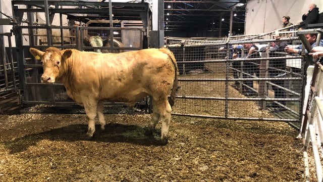 What beef price is needed for farmers currently buying cattle?