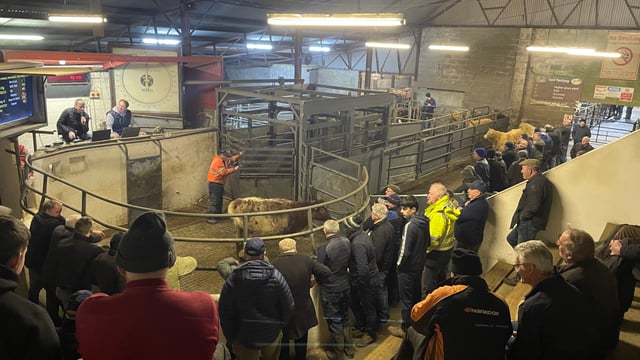 Weanling bulls reach €7.80/kg at Granard despite exporter absence