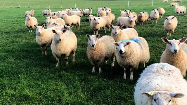 Sheep trade: No move in price or weight limits this week