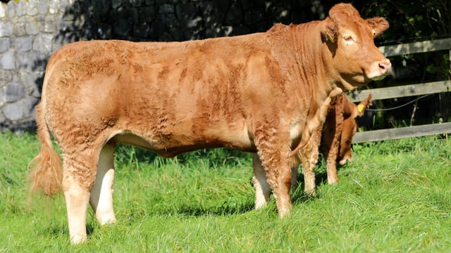 Corridans set to host Roundhill Limousin heifer sale this weekend