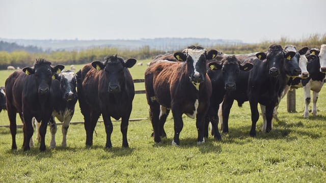 Lidl GB to invest £30 billion in 'British food and farming industry'