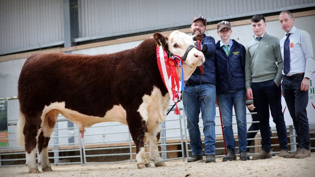 Top price of €9,100 paid for Hereford bull at autumn premier