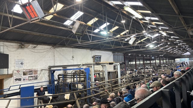 Freshly calved cows make over €9,000 at Carnaross dispersal sale
