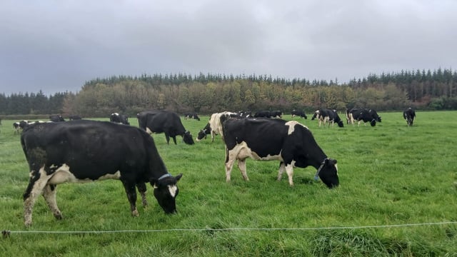 Dairy Focus: Achieving over 90% six-week calving rate in Kerry