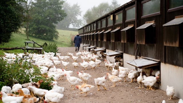 Operating profit at Moy Park Holdings increased 33% to £98.1m in 2024