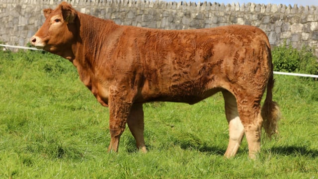 Corridans set to host Roundhill Limousin heifer sale this weekend
