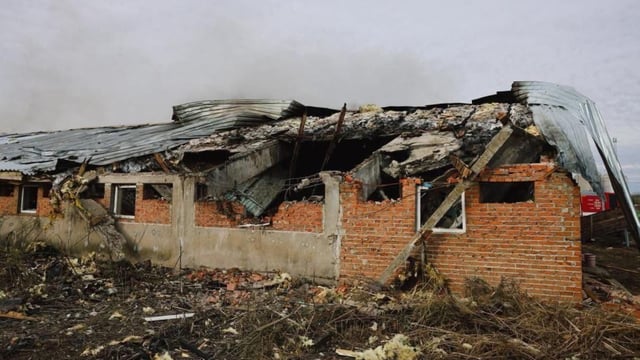 Graphic pics: 13,000 pigs killed in Ukraine during bombing of farm