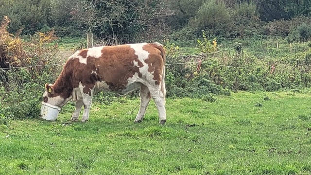 Tullow Mart set to host special sale of 50 Fleckvieh-sired heifers