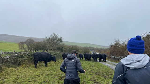 From Japan to Clare: Rearing Wagyu beef in the Burren heartlands