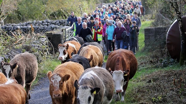 Winterage cattle drive grows in popularity as festival flourishes