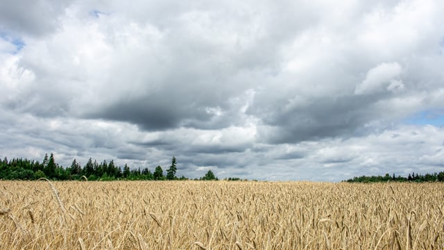 Tillage farmers forced to 'exit sector' due to costs and prices ag committee hears