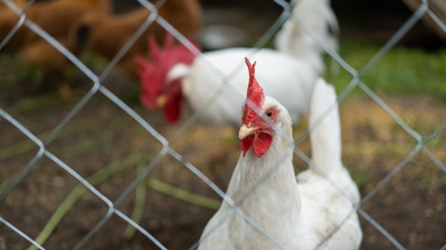 NI: New bird flu 'prevention zone' to be introduced next month