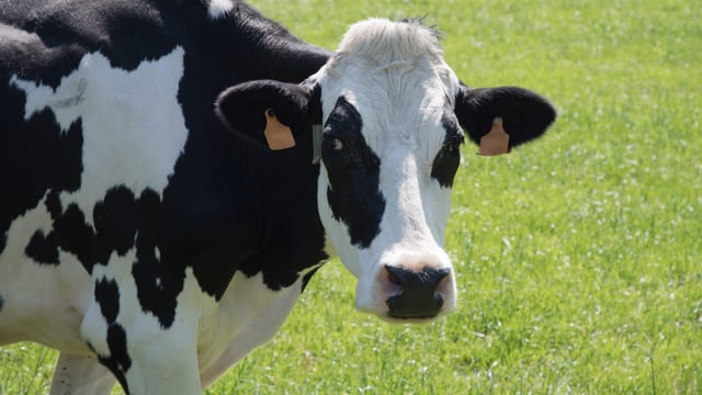 'Concerned' IHFA members demand transparency about GenÉireann project