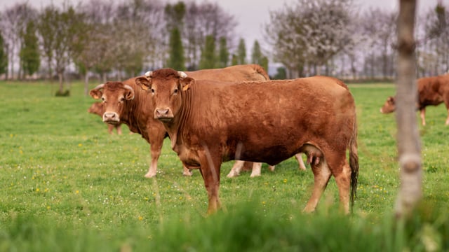 French ban on cattle exports because of LSD set to have major impact on Ireland