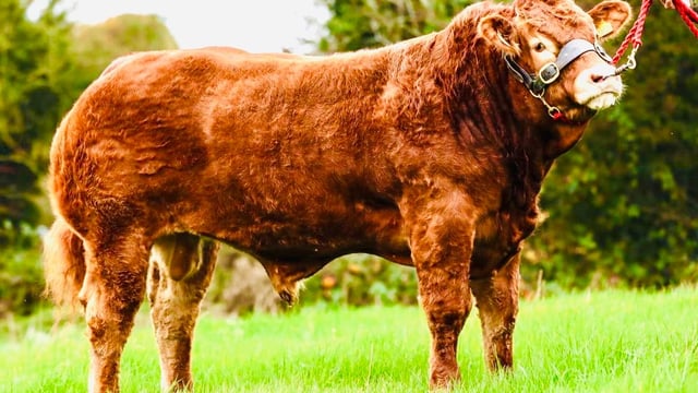 Oldcastle Limousin breeders sell champion bull to 400-cow UK herd