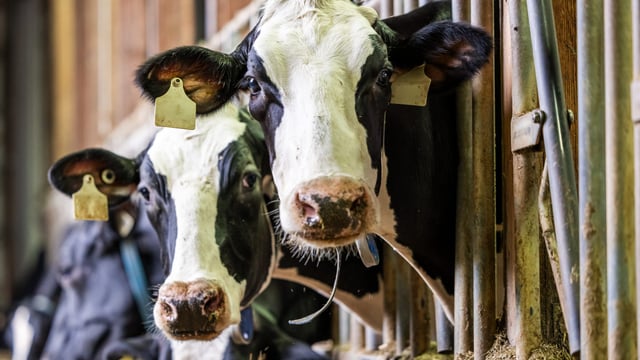 New all-Wales restricted zone for bluetongue to start in November