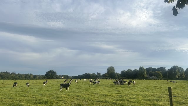 Grazing: Starting to close up paddocks in the coming weeks