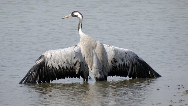 Risk of bird flu outbreaks rises across Europe as virus hits migrating cranes