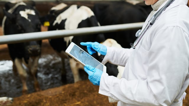 '€660 to cull a badger' in 2024 as part of TB strategy according to DAFM estimates
