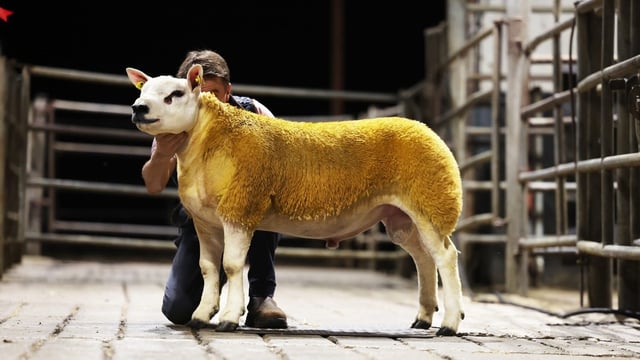 Ewe lambs average 1,300gns at Texel premier sale