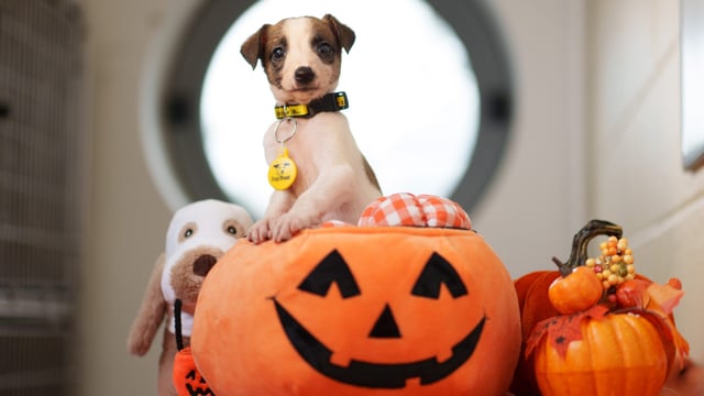 Survey reveals how dogs cope with Halloween festivities