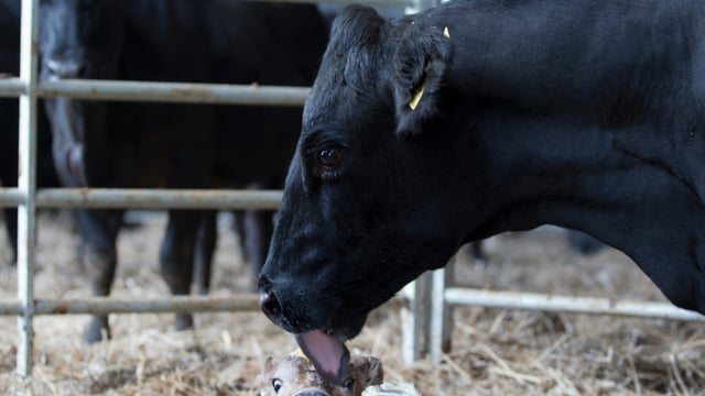 Dairy advice: Time to draw up a herd health plan for 2026