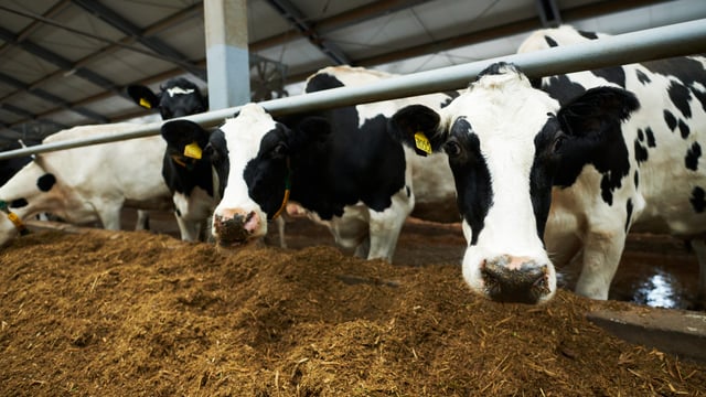 Farmers in Cork and Kerry saw 'entrepreneurial income' soar by €325 million in 2024