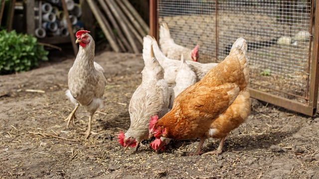 Heydon: New 'biosecurity regulations' to be introduced to protect poultry from bird flu